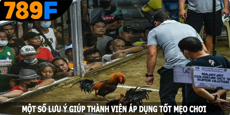 Một số lưu ý giúp thành viên áp dụng tốt mẹo chơi đá gà cựa sắt